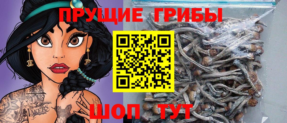 Сосновый Бор  Псилоцибиновые грибы MAGIC MUSHROOMS  Вход с VPN 